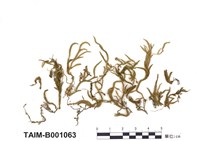 藏品(鼠尾苔屬)的圖片